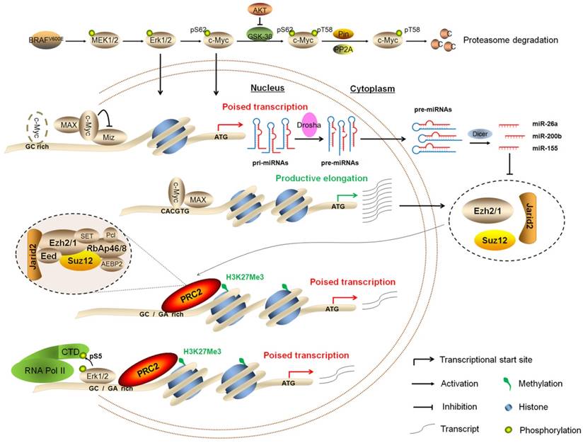 Theranostics Image