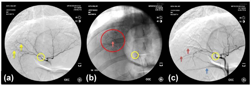 Theranostics Image