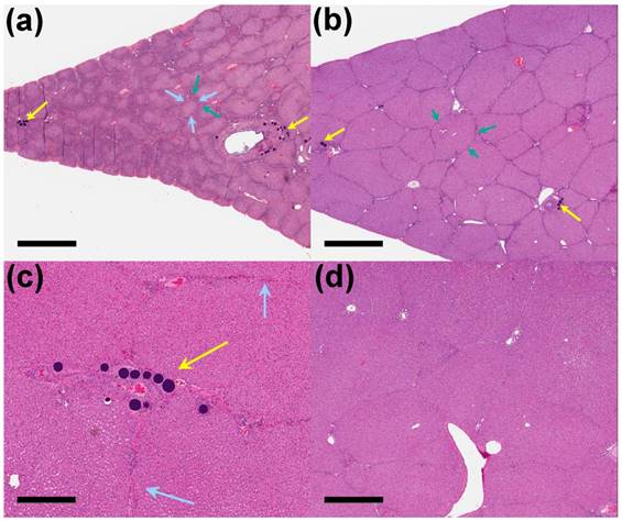 Theranostics Image