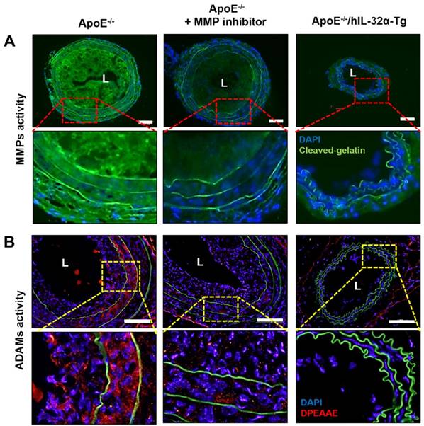 Theranostics Image