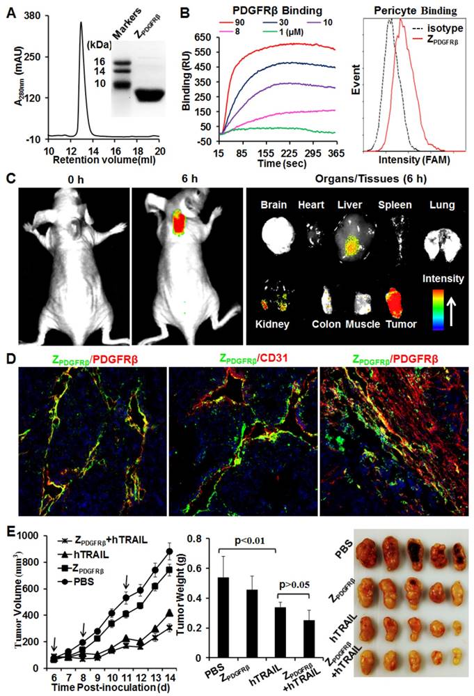 Theranostics Image