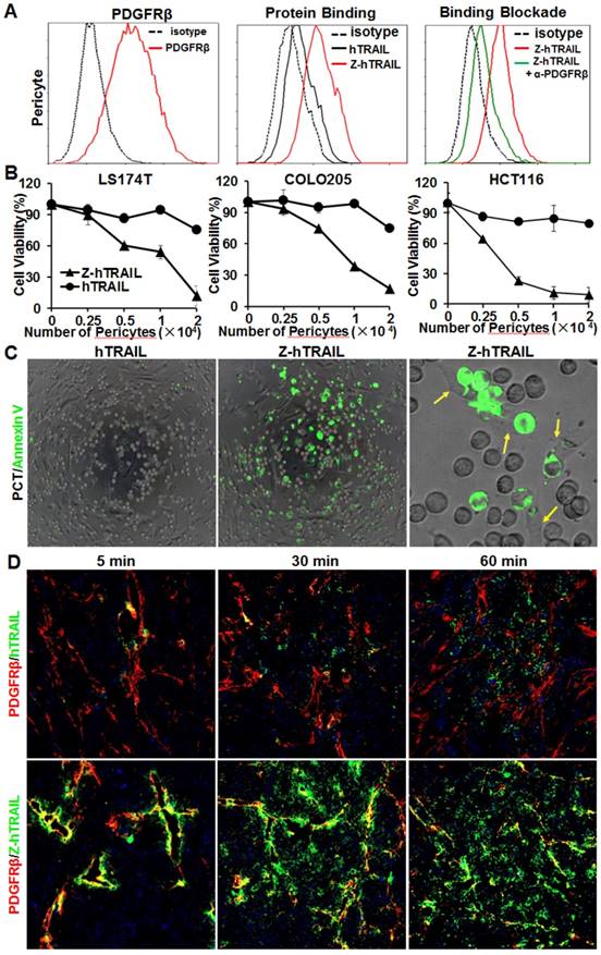 Theranostics Image