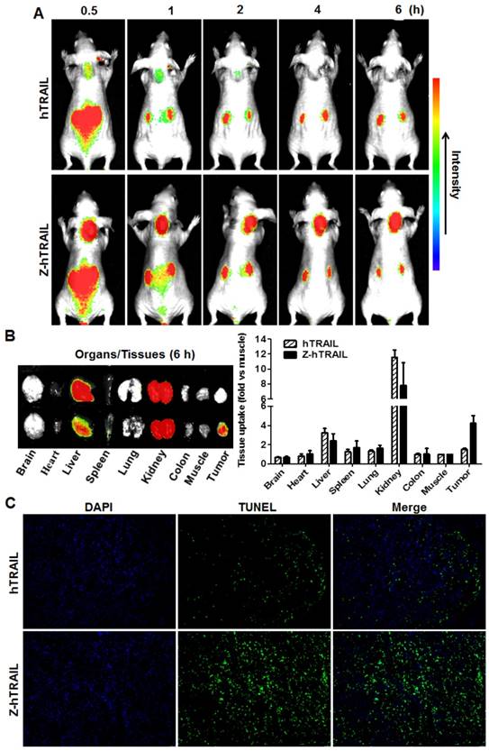 Theranostics Image