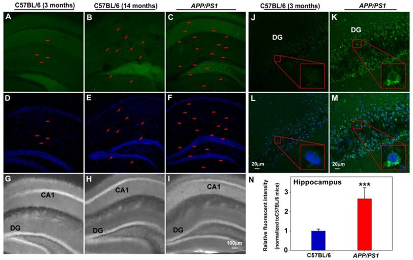 Theranostics Image