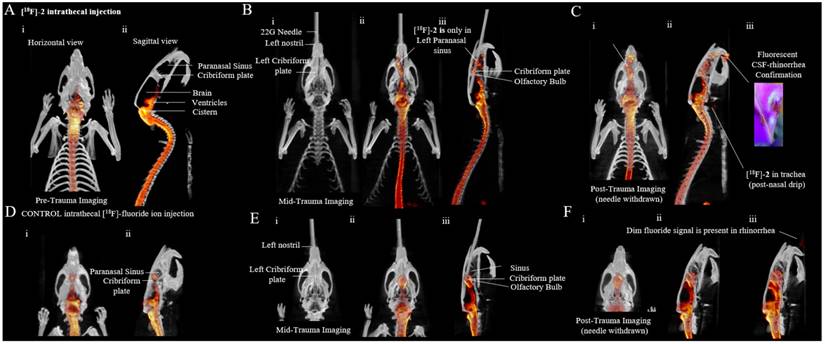 Theranostics Image