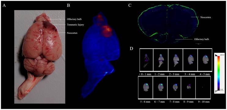 Theranostics Image