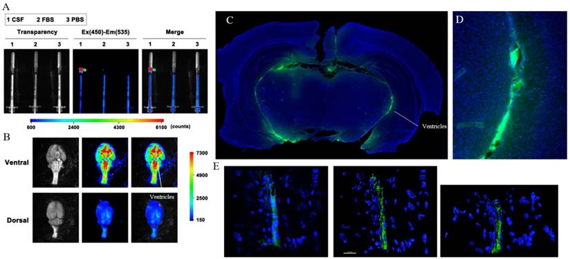 Theranostics Image