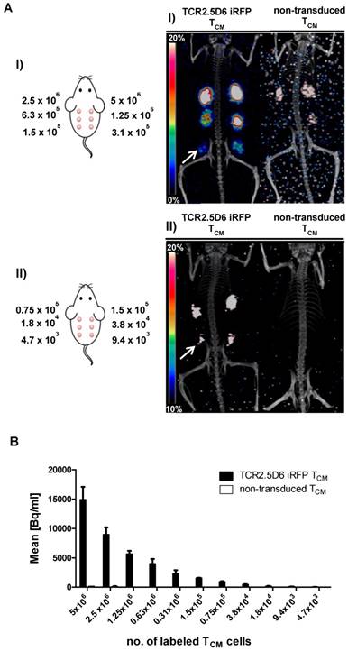 Theranostics Image