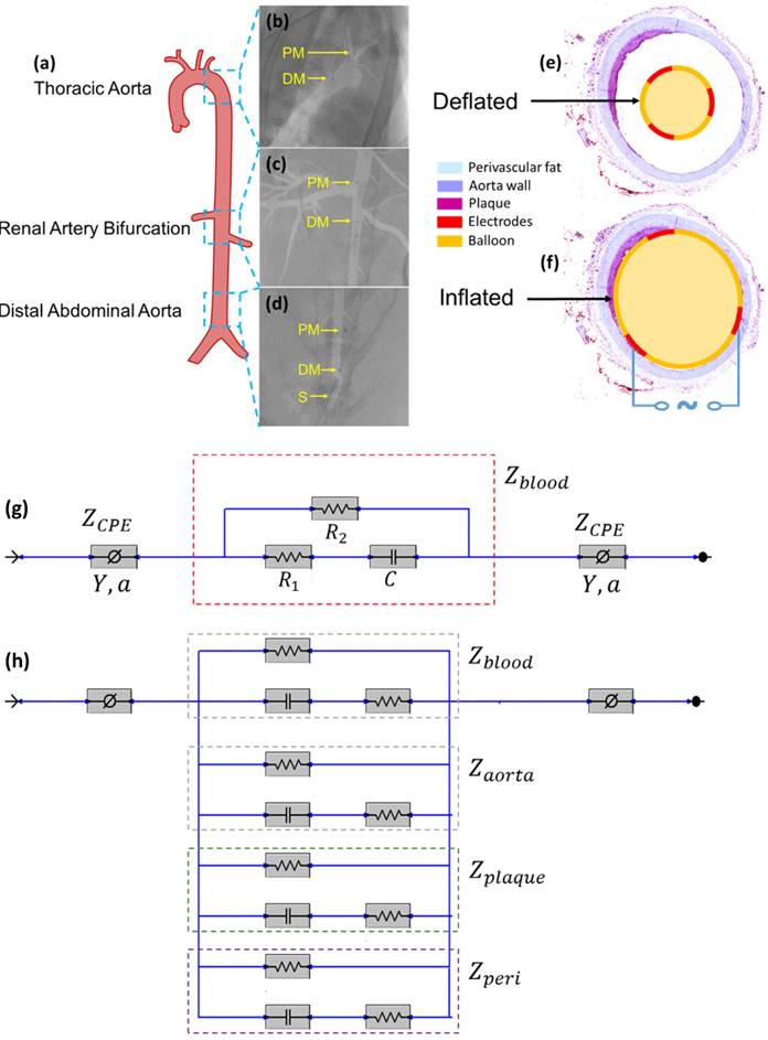 Theranostics Image