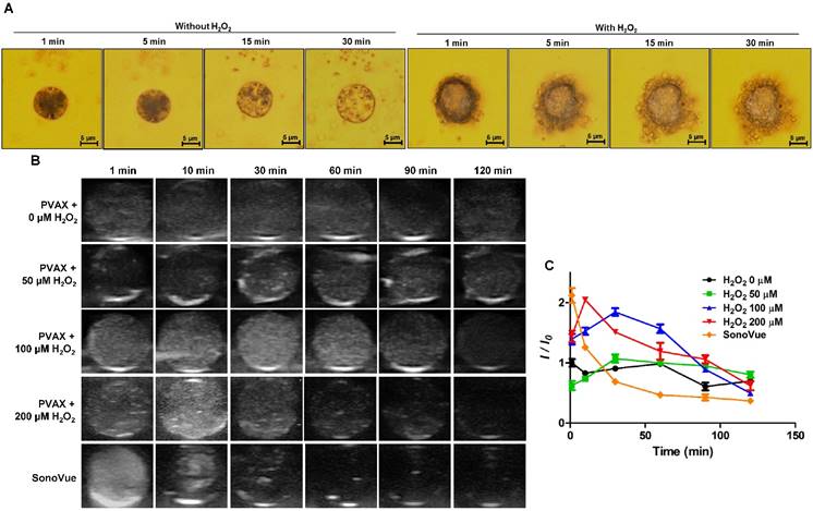 Theranostics Image