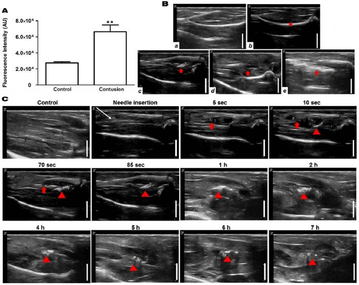 Theranostics Image