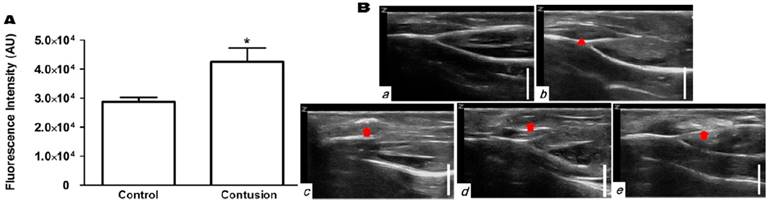 Theranostics Image