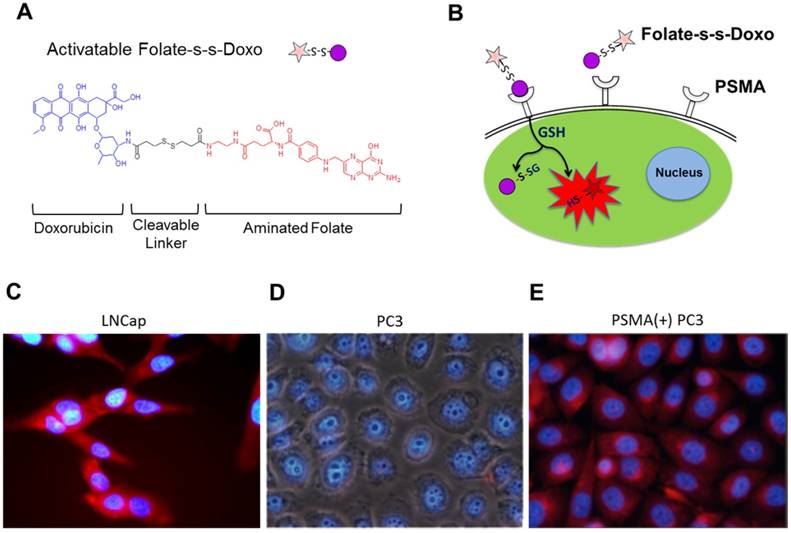 Theranostics Image