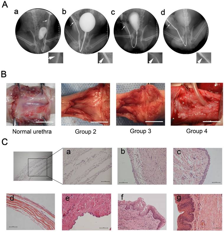 Theranostics Image