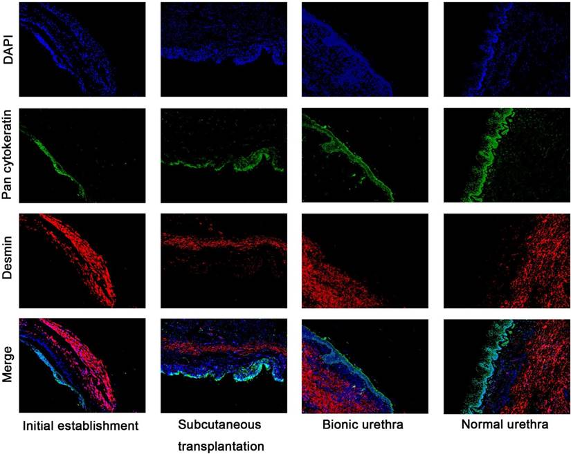 Theranostics Image