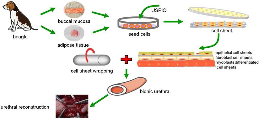 Theranostics Image