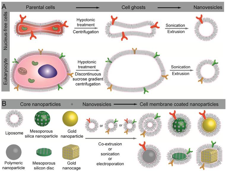 Theranostics Image