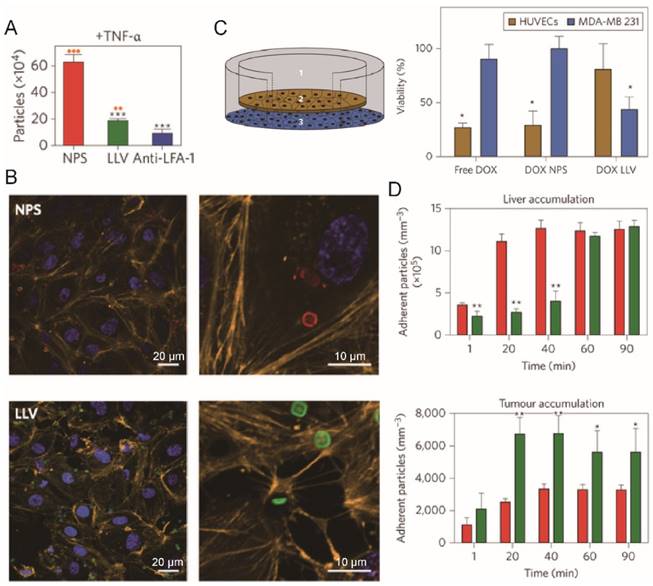 Theranostics Image