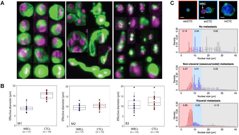 Theranostics Image