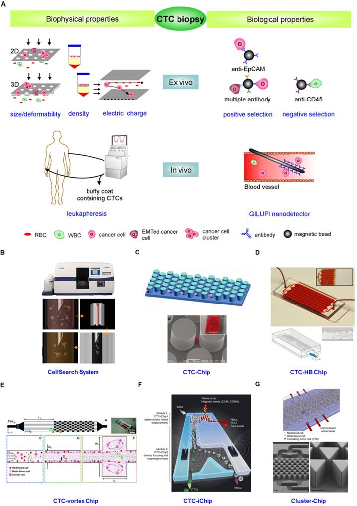 Theranostics Image