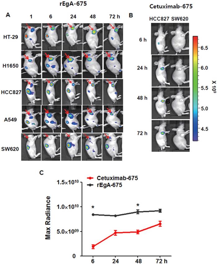 Theranostics Image