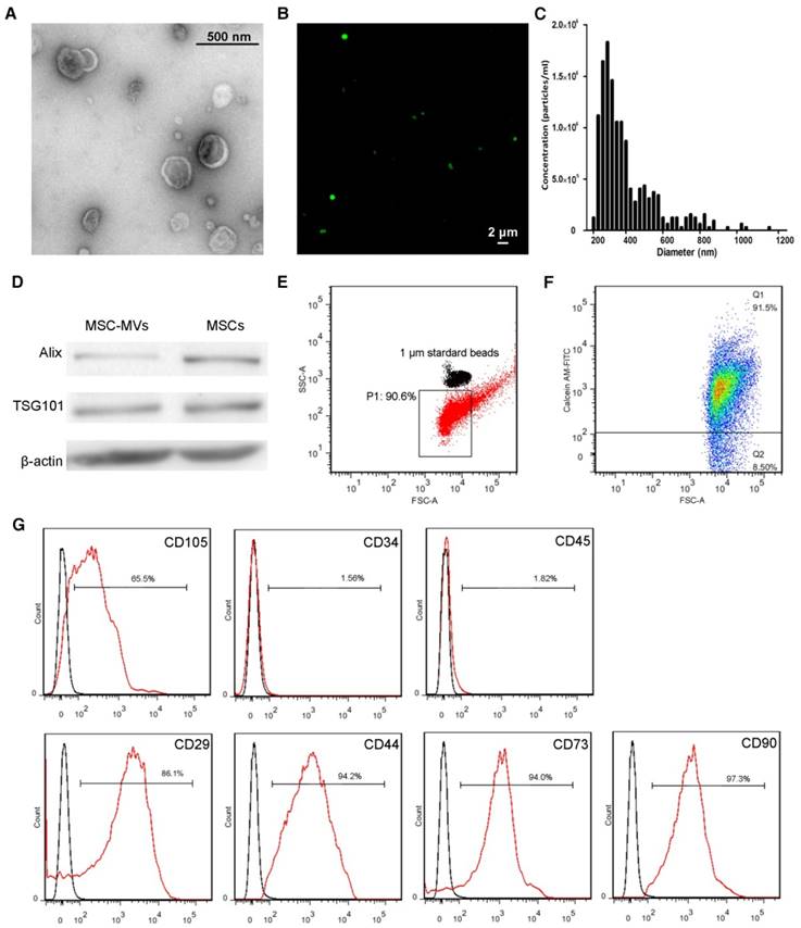 Theranostics Image