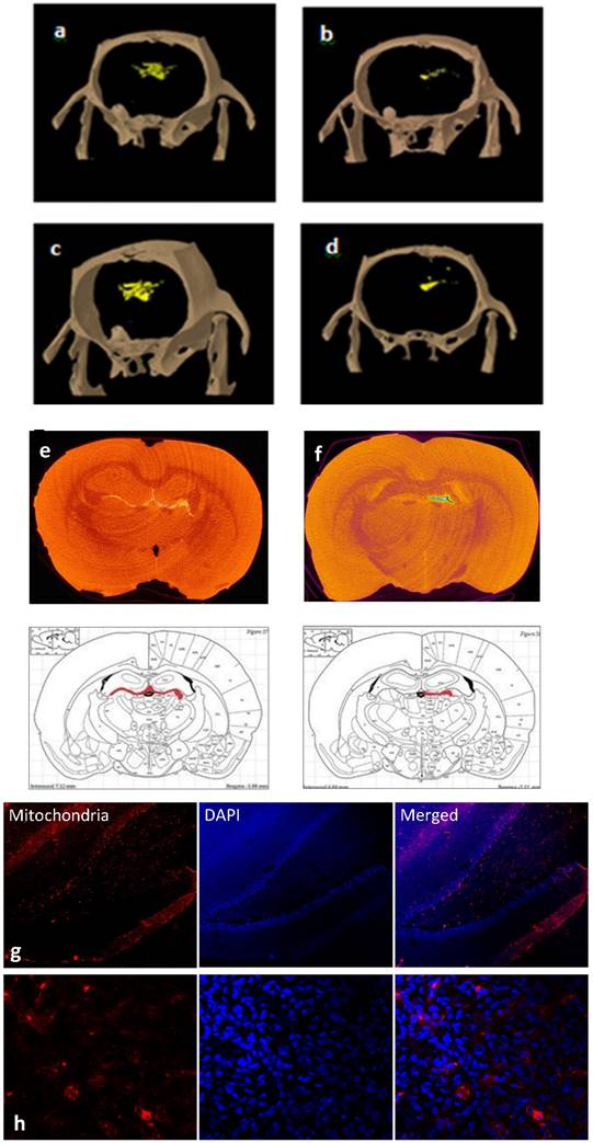 Theranostics Image