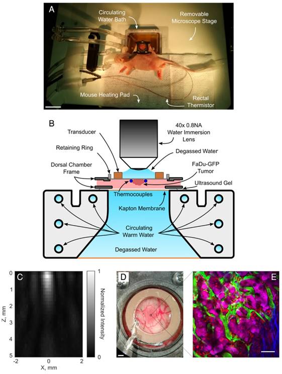 Theranostics Image