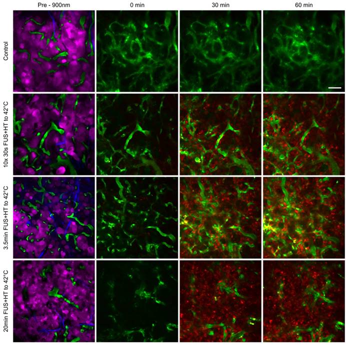 Theranostics Image