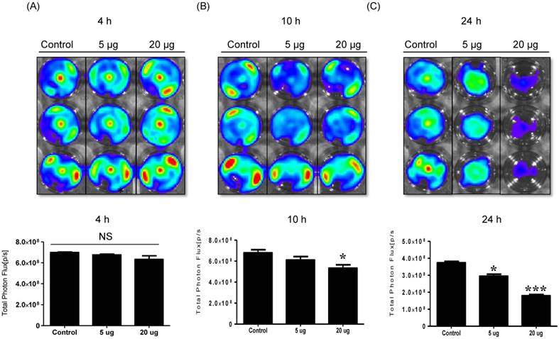 Theranostics Image