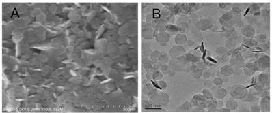 Theranostics Image