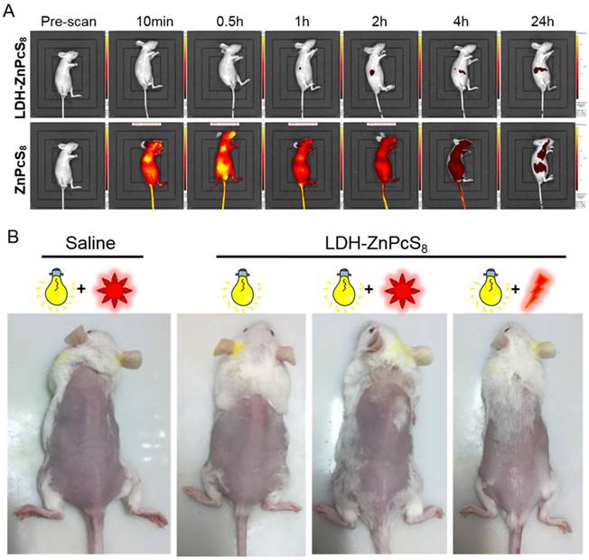 Theranostics Image