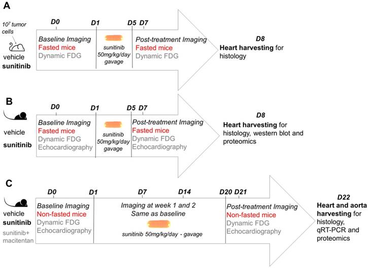 Theranostics Image