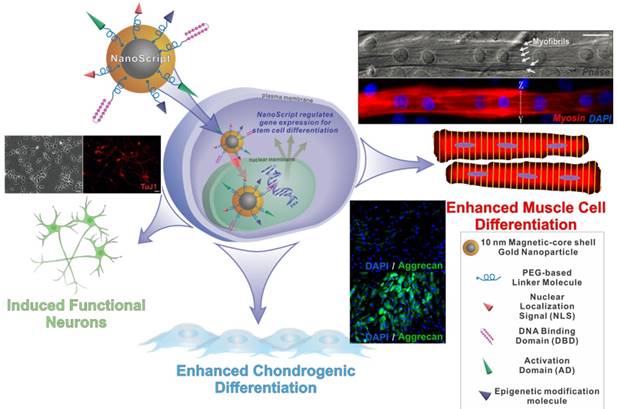 Theranostics Image