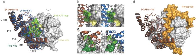 Theranostics Image