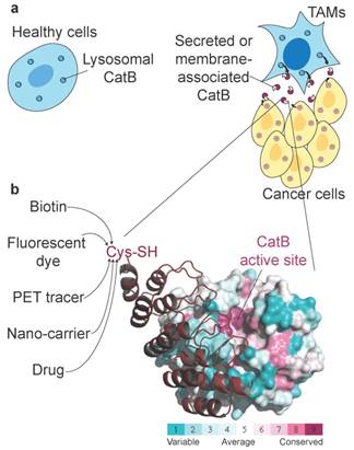 Theranostics Image