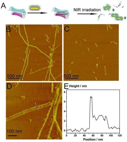 Theranostics Image