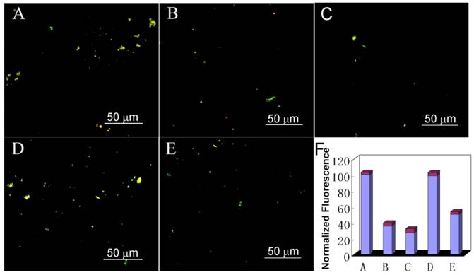 Theranostics Image