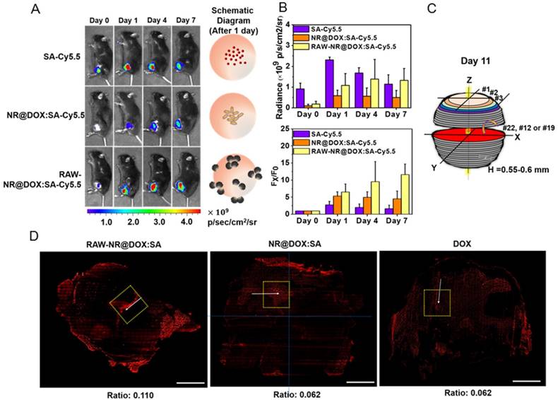 Theranostics Image