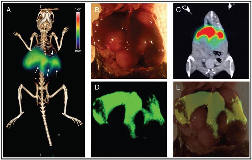 Theranostics Image