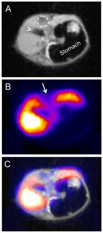 Theranostics Image