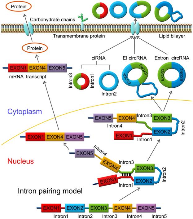 Theranostics Image