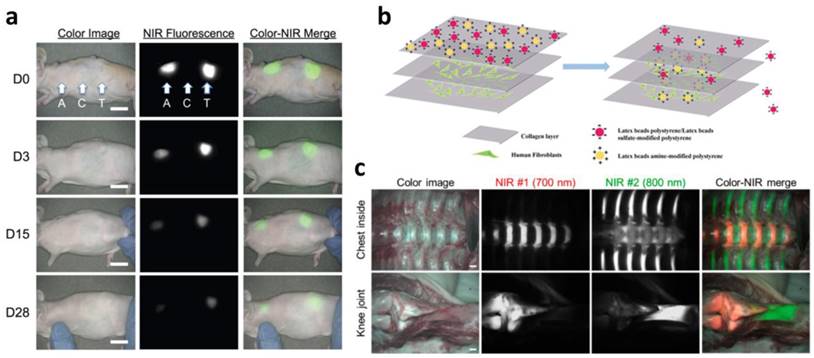 Theranostics Image