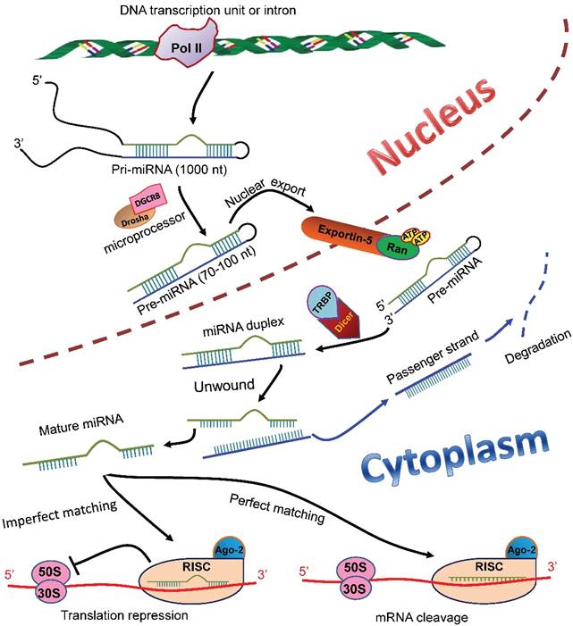 Theranostics Image