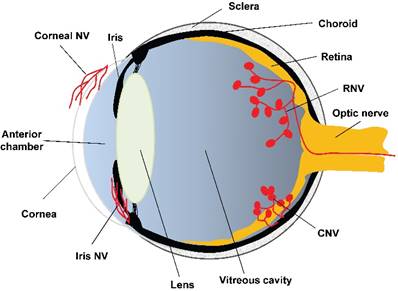 Theranostics Image