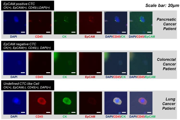 Theranostics Image