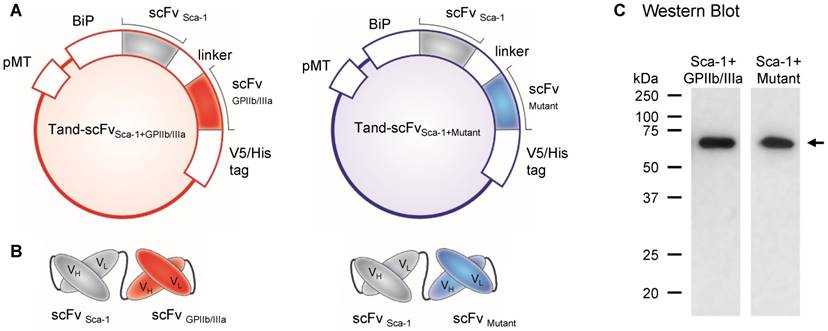 Theranostics Image