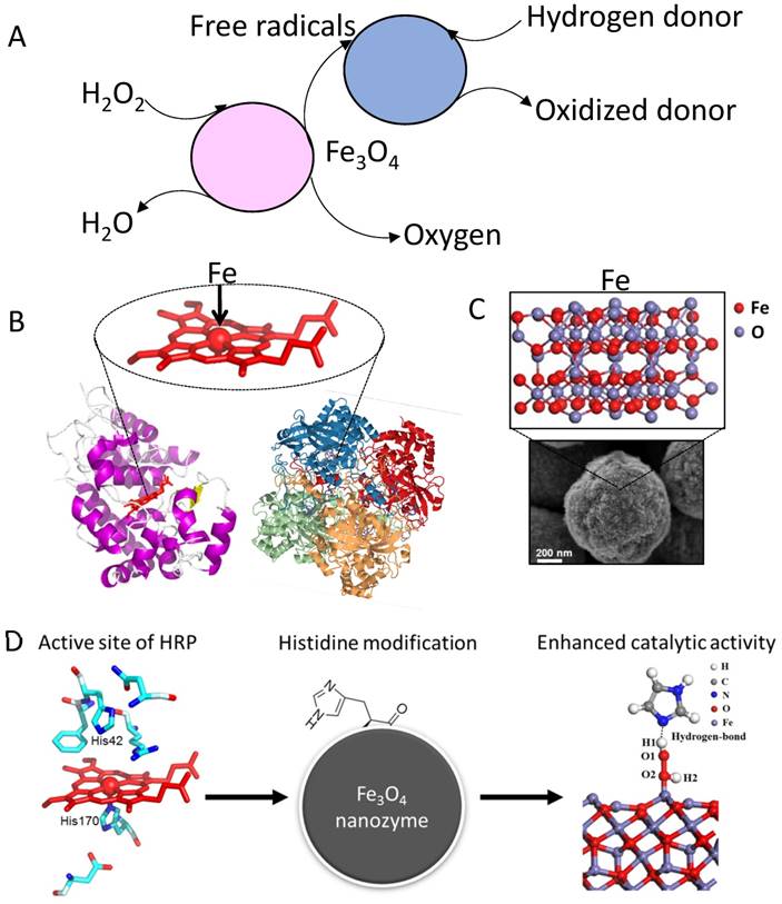 Theranostics Image