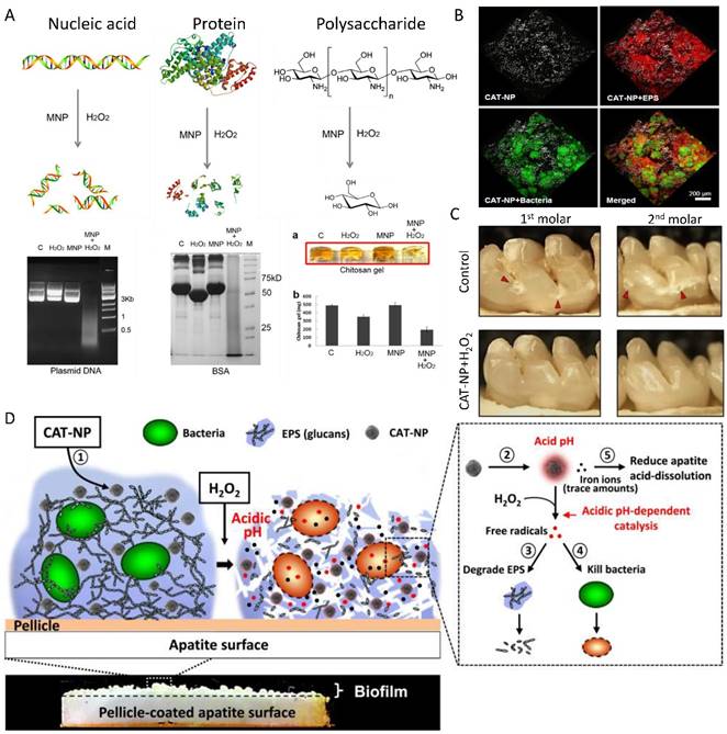 Theranostics Image