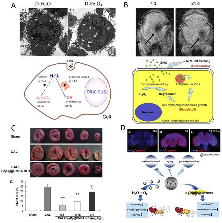 Theranostics Image